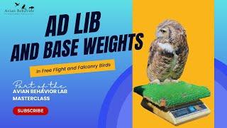 Why I don’t use ad lib weights or base weights:  falconry and free flight birds