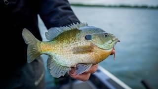 This Lake is LOADED with Monster Bluegills!