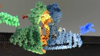 Piezo1 Ion Channel  Gating Mechanism