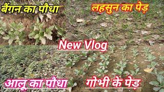 फूल गोभी की खेती | Cauliflower farming | Gobhi ki kheti | Cauliflower A2Z Farming | Vlogs