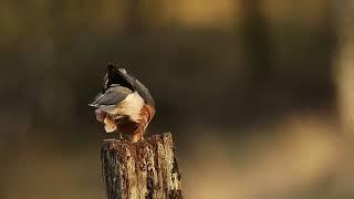 Wildlife Photography and Film, Go wild with your GoPro Sparrowhawks, male & female