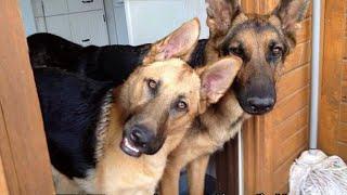 This German Shepherd is the FUNNIEST DOGS Ever! 