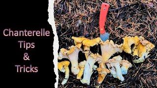 Mushroom Hunting Tips and Tricks - How To Find Chanterelles