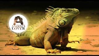 Interesting facts about lizards in English | Animals Lover