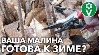 КАК ОБРЕЗАТЬ МАЛИНУ ОСЕНЬЮ? ЧЕМ УТЕПЛИТЬ? Советы опытного агронома!