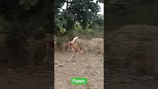 fawn run in jungle #fawn #forest #viral #shorts #viralvideo