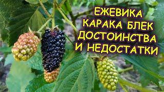 Ежевика Карака Блек Karaka Black заваливает нас ягодой. Самый ранний сорт ежевики. Росяника