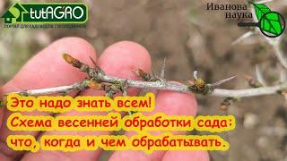 ВЕСЕННЯЯ ОБРАБОТКА САДА: 4 фазы развития почек и какие препараты когда использовать. Полная схема.