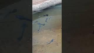 MOSCOW VIOLET GUPPY