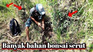 Berburu bahan bonsai di sini banyak id serut