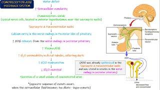 Anti-Diuretic Hormone (ADH). Posterior Pituitary Hormone. Chapter 76 part 11. Guyton and Hall Physio