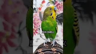 #年轻人养宠图鉴 #夏日萌友季 #parrot #cuteparrot