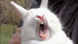 The ORIGINAL Kung-Fu Bunny!