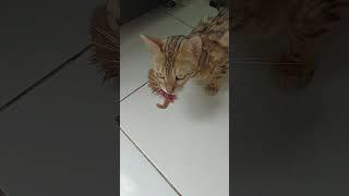 seram!!! induk kucing ini memakan anaknya yang sudah mati. emak mau ambil juga ga tegaan #kucing