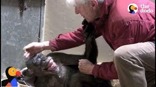 Dying Chimp Says Goodbye To Old Friend | The Dodo