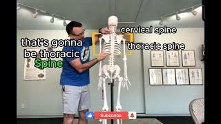 Exploring the Anatomy of the Spine