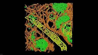 Enhancing Cellular Ultrastructure Analysis in Amira Software