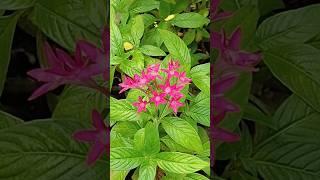 Terrace Gardening: Transforming Tiny Spaces into Beautiful Blooms