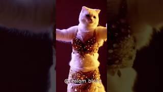 رقص القطه الرقاصه احلي رقص قمر في الفرح  #dancevideo #catvideos #cat #dance #cute #foryou