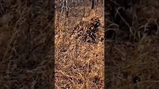 You definitely can’t find them   #reels #military #soldier #specialforces #militaryedits