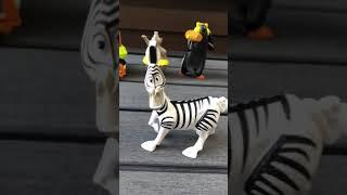 ASMR Madagascar Marty The Zebra Figure #shorts