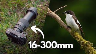 Nature Photography with Sigma 16-300mm | Birds & Landscapes
