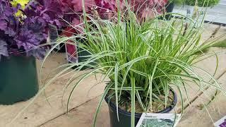 Carex Feather Falls™ (Sedge) // Vigorous, Easy to Grow Ornamental Grass with Variegated leaves