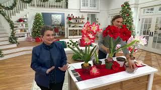 Roberta's 2024 Jumbo Dutch Amaryllis Bulb W/ Holiday Tin on QVC