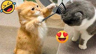 Funniest Cats And Dogs Videos    Funniest Animals 2024 - Funny pets #4