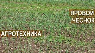 Яровой чеснок. Агротехника. Сузан В.Г., автор более 60 сортов лука и чеснока.