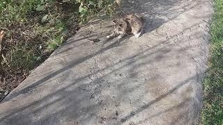 Kitten playing with a mouse her mother had caught