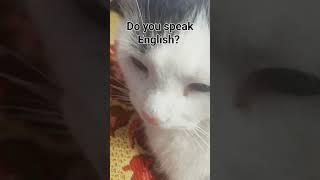 do you speak English?