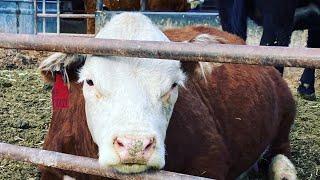 Rasmussen Farms Miniature Herefords cattle salon
