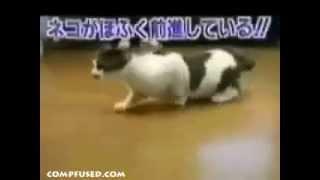 funny japanese cat tape experiment