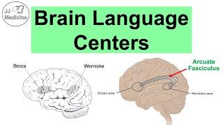 Brain Language Centers: Broca’s Area, Wernicke’s Area, Angular Gyrus & Arcuate Fasciculus