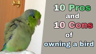 10 Pros and Cons of Owning a Parrot/Parrotlet - Things to Know About Owning a Bird