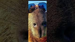 Мой первый ролик не судите строго пожалуйста#capybara