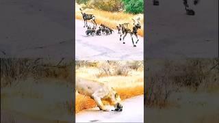 Lions Freeze When They See WHAT’S Moving on the Road!