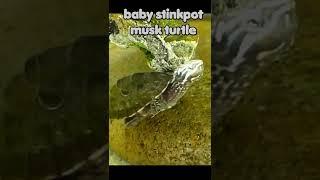 Baby Turtle Stinkpot Musk