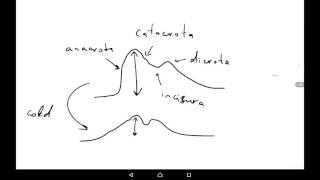 Methods of investigation of blood vessels, peculiarities of circulation in some organs