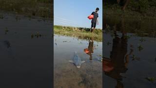 A Boy Amazingly Catches Two Big Fish from the Haor – Unbelievable Skill!"