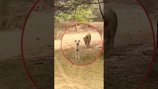 Leopard Attack On Dog  | #shorts #shortsfeed #attack