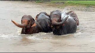 Elephants Bonding in the Rain - ElephantNews