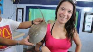 Horseshoe Crab getting on Yulia - Tortugranja, Isla Mujeres, Mexico