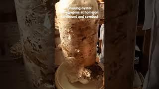 Growing oyster mushrooms at home on cardboard and sawdust.