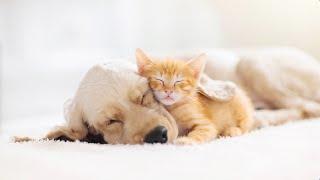12 hour Musical Petcare™ Calming music for dogs, cats and humans by Liquid Mind