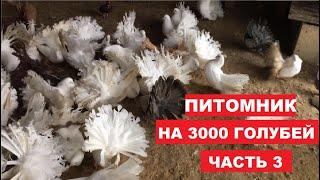 Питомник на 3000 голубей (3 часть). Живой дом