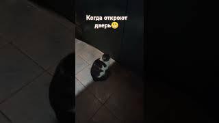 Его все-таки впустили#котмирон #пушистыйбосс #memes #shorts