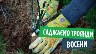 Як саджати троянди  восени 