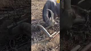 बाबुड़िया की कॉमेडी। #funny #desi #trending #youtubeshorts #shortvideo #short #shorts #viral